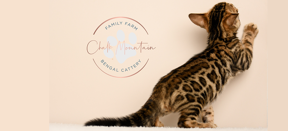 Bengal kitten for sale